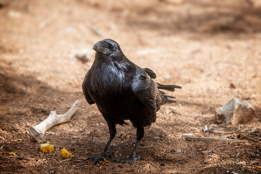 American crow eating an orange at the South Rim of Grand Canyon National Park