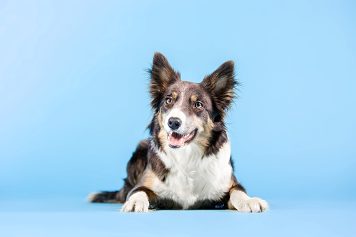 Border Collie dog sitting on blue background