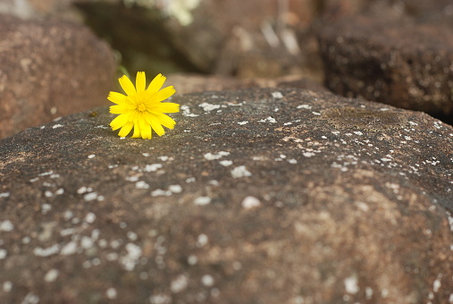 A bright yellow daisy rests against a rock in the sun