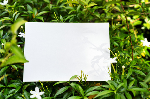 Piece of blank paper on top of green leaves with white Star Jasmine Flower
