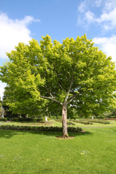 istock Green tree in the garden, Tralee, Ireland 1408823719