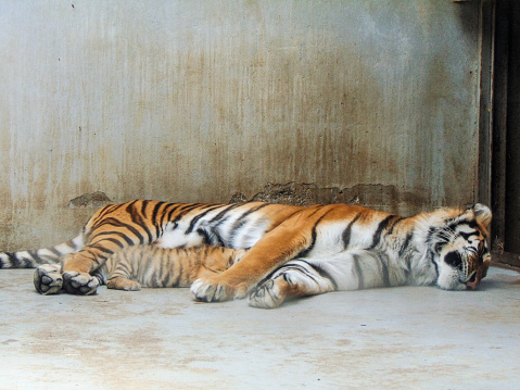 a female tiger sleeps with her cub. At zoo Oradea, Romania