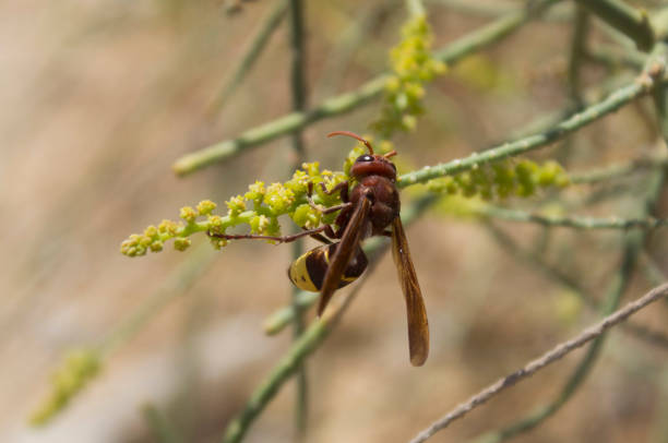 istock The Oriental hornet - Vespa orientalis 1408824213