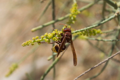 The Oriental hornet - Vespa orientalis