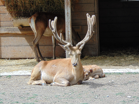 Carpathian deer next to a deer and a little deer at zoo Oradea, Romania