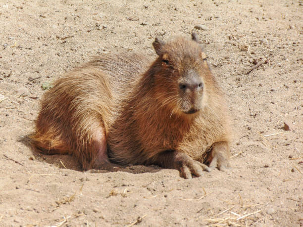 istock a capybara is sitting on the ground 1408825202