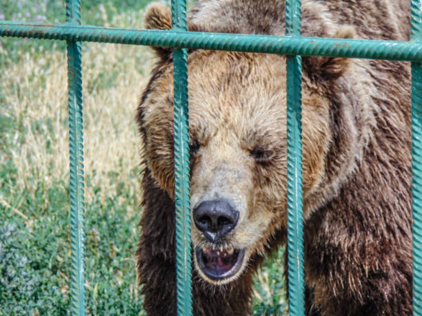 istock Brown bear at zoo Oradea, Romania 1408825539