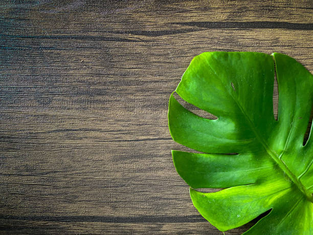 istock Monstera leave on the wooden backgrounds 1408826157
