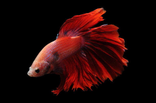 istock red Siamese fighting fish, Betta fish, siamese fighting fish,betta splendens isolated on black background,fish on black background, 1408826339