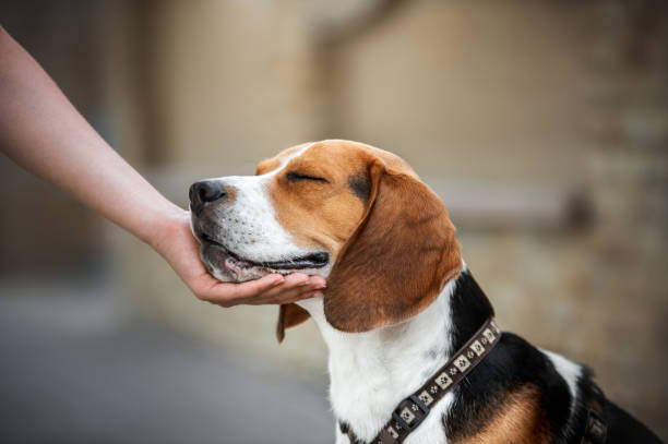 istock Portrait of a Beagle Dog 1408826383