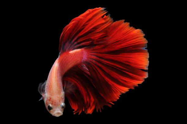 istock red Siamese fighting fish, Betta fish, siamese fighting fish,betta splendens isolated on black background,fish on black background, 1408826679