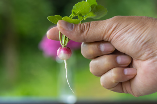 A man holding a small cute radish
