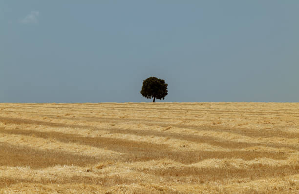 Tree in wheat fields against blue sky. Castilla La Mancha, Spain