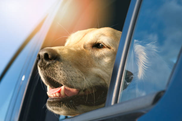 golden retriever esperando dentro de un coche aparcado con la ventana abierta - peligro en verano de sobrecalentamiento de mascotas - golden retriever dog retriever waiting fotografías e imágenes de stock