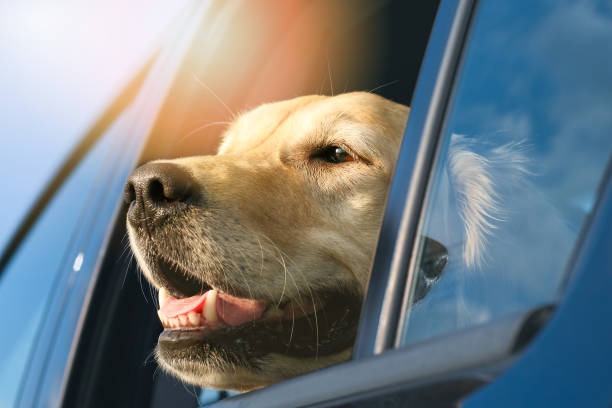 Golden Retriever waiting inside a parked car with open window - Danger in summer of pet overheating stock photo
