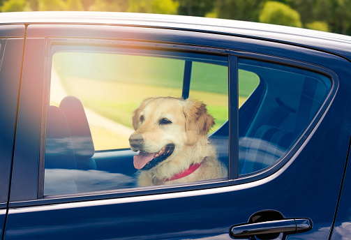 Dog sitting in the back seat of a black car with closed window - Danger of pet overheating or hypothermia