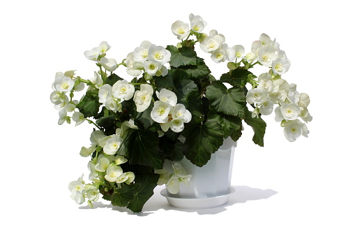 White begonia flowers growing in a pot on an isolated background.