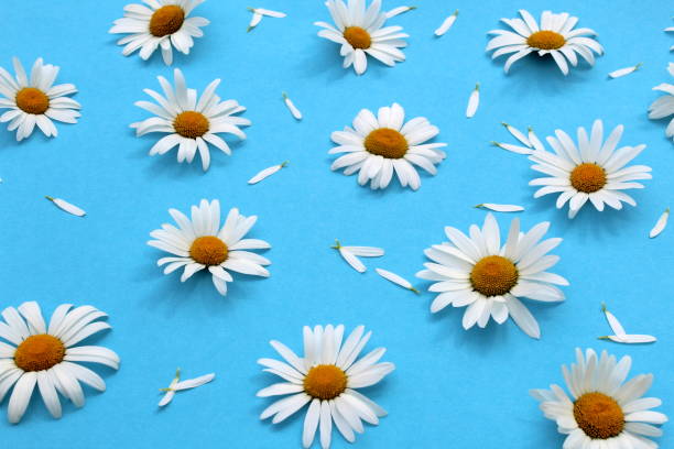 istock Background of white daisies on a blue background. 1408830571