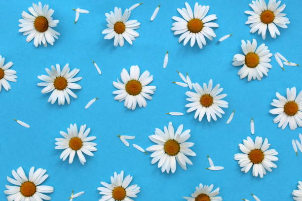 istock Background of white daisies on a blue background. 1408830573