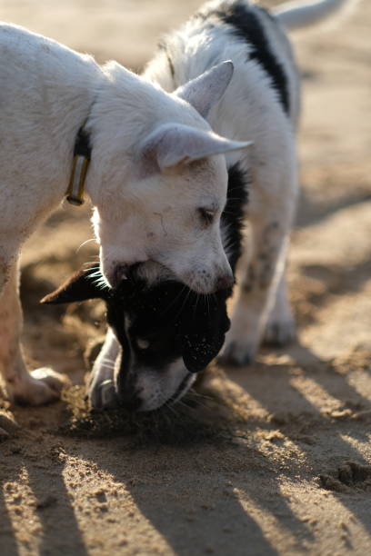 istock Two dog puppies are playing on the beach 1408831226