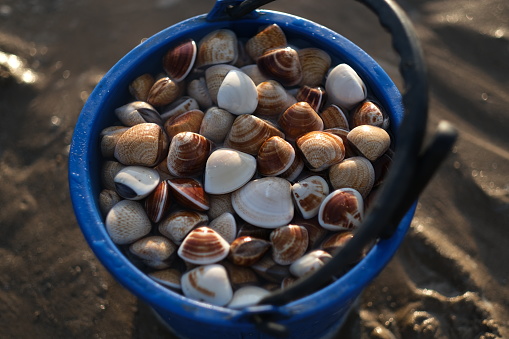 Plastic bucket on the beach, full of freshly picked seashells