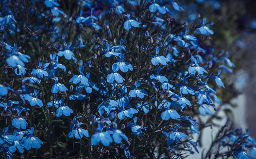 blue flowers . beautiful floral background. wallpaper with blue small flowers. close-up