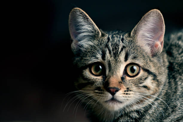 istock portrait of a cat 1408831889