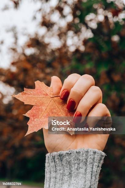 Stylish Red Female Nails Fall Leaf In Hands Modern Beautiful Manicure Autumn Nail Design Concept Of Beauty Treatment Gel Nails Skin Care Stock Photo - Download Image Now