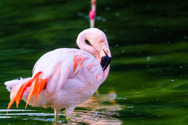 istock pink flamingo in water 1408833888