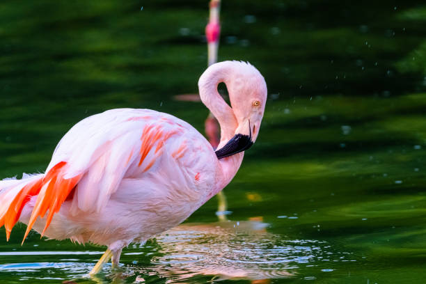 istock pink flamingo in water 1408833908