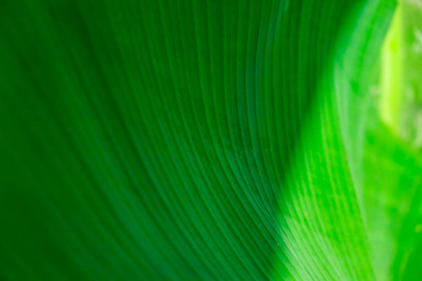 istock Green palm leaf pattern texture abstract background tropical forest, concept of ecology and destination progress, freedom journey lifestyle jungle background, exotic plant 1408834310