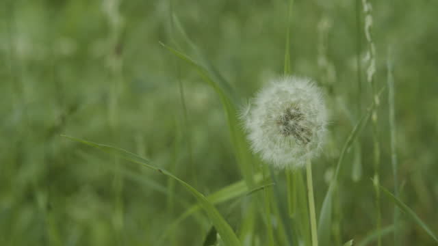 A dandelion growing in a meadow among the grass.