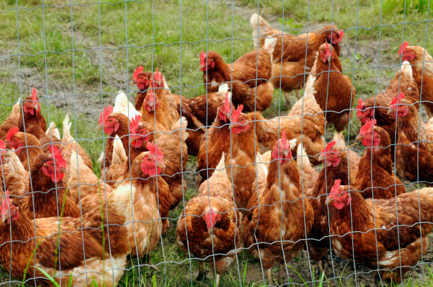 istock free range chicken and species appropriate keeping 1408834980