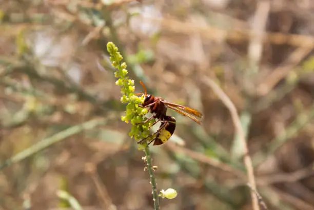 Photo of The Oriental hornet - Vespa orientalis at Desert Canyon of Wadi Degla Protectorate