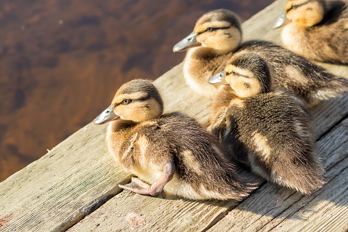 Little fluffy ducklings are sitting on the pier basking in the sun.