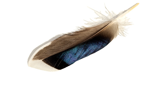 Blue Feathers