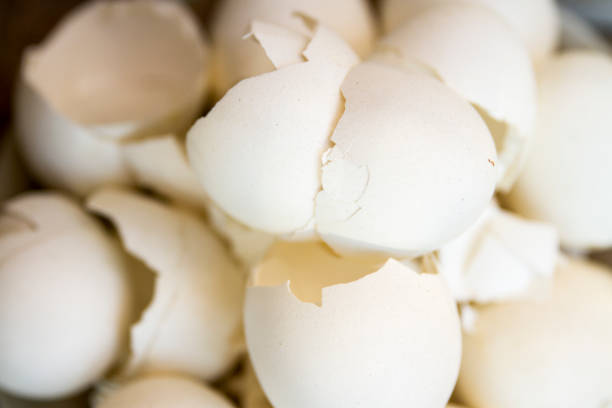 Broken White Egg Shells stock photo
