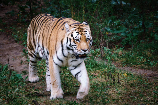 istock Siberian tiger. Elegant big cat. endangered predator. white,black,orange striped fur 1408840851