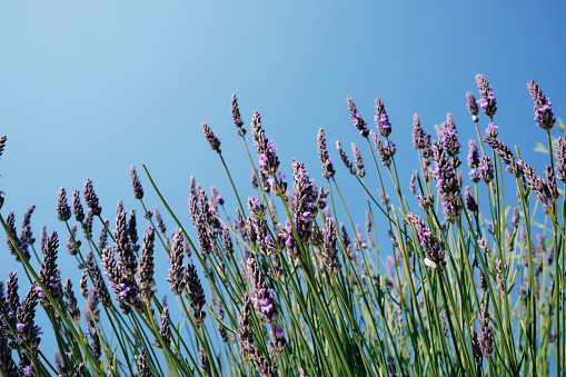 Wild Lavender against a clear blue sky.