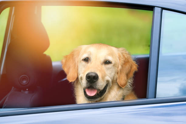Golden Retriever sitting in the back seat of a parked car in summer- Danger in summer of pet overheating stock photo