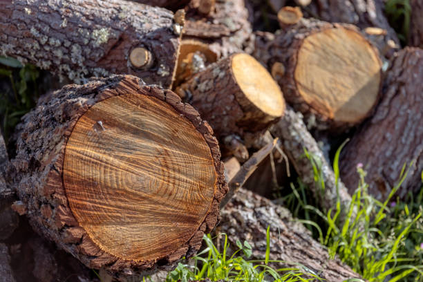 istock Logs of firewood with sunlight. Closeup. 1408843541