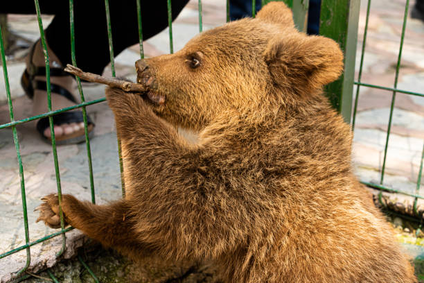 istock baby bear playing with branch in zoo 1408843673