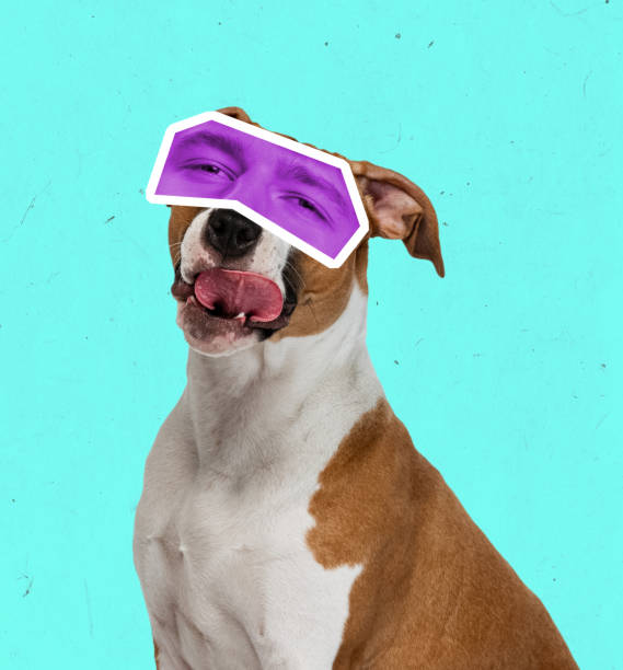 istock Contemporary art collage with breed dog with human eyes expressing different emotions isolated over cyan color background. Magazine style 1408844036