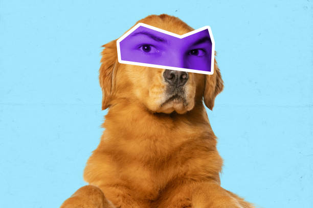 istock Creative collage with cute dog with male eyes expressing different emotions isolated over blue background. Magazine style. Animal look at modern lifestyle 1408844047