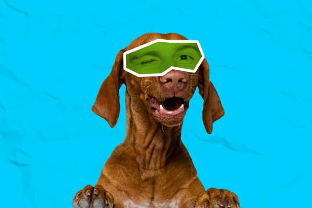 istock Contemporary art collage with breed dog with human eyes expressing different emotions isolated over cyan color background. Magazine style 1408844049