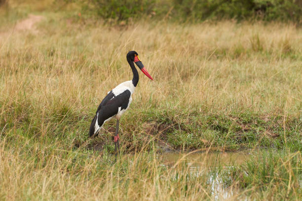 istock Saddle billed stork in front of water 1408844914