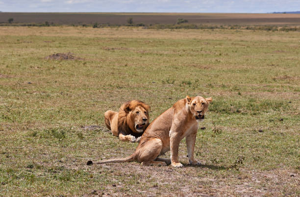 istock Lion and lioness on the plains 1408844921
