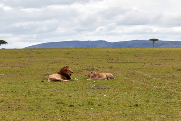 istock Lion and lioness on the plains 1408844942
