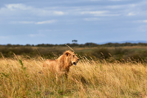 Big male lion walking through high grass in the Masai Mara