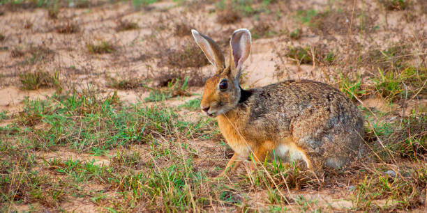 Black-naped Hare, Wilpattu National Park, Sri Lanka Black-naped Hare, Indian Hare, Lepus nigricollis, Wilpattu National Park, Sri Lanka, Asia indian hare photos stock pictures, royalty-free photos & images